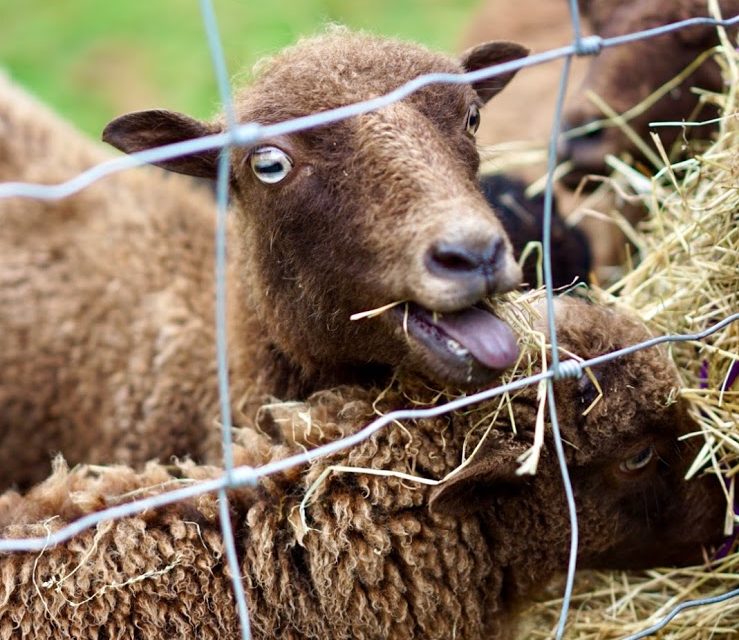 Sheep behind a fence