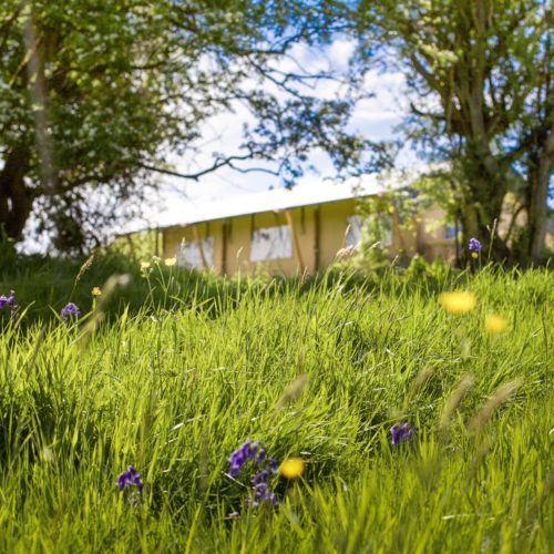 safari tents hay on wye