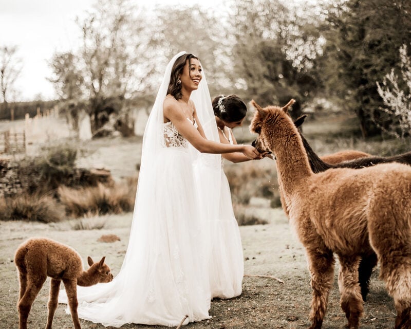Lesbian brides laughing while feeding alpacas at a countryside wedding venue.