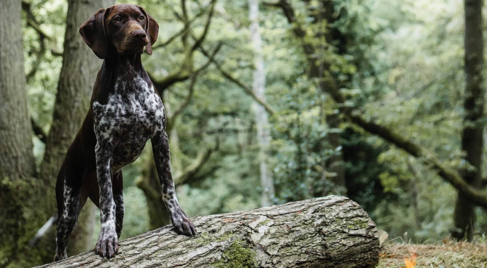German Pointer standing on a log by a woodland campfire at Drovers Rest